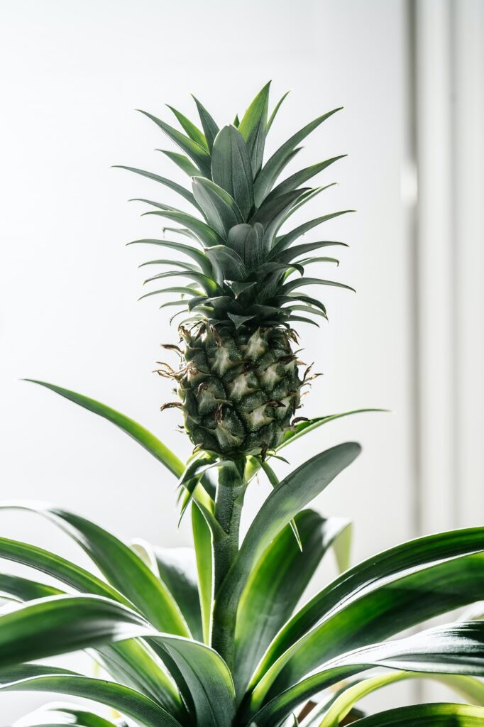 The fruit of a decorative indoor pineapple.