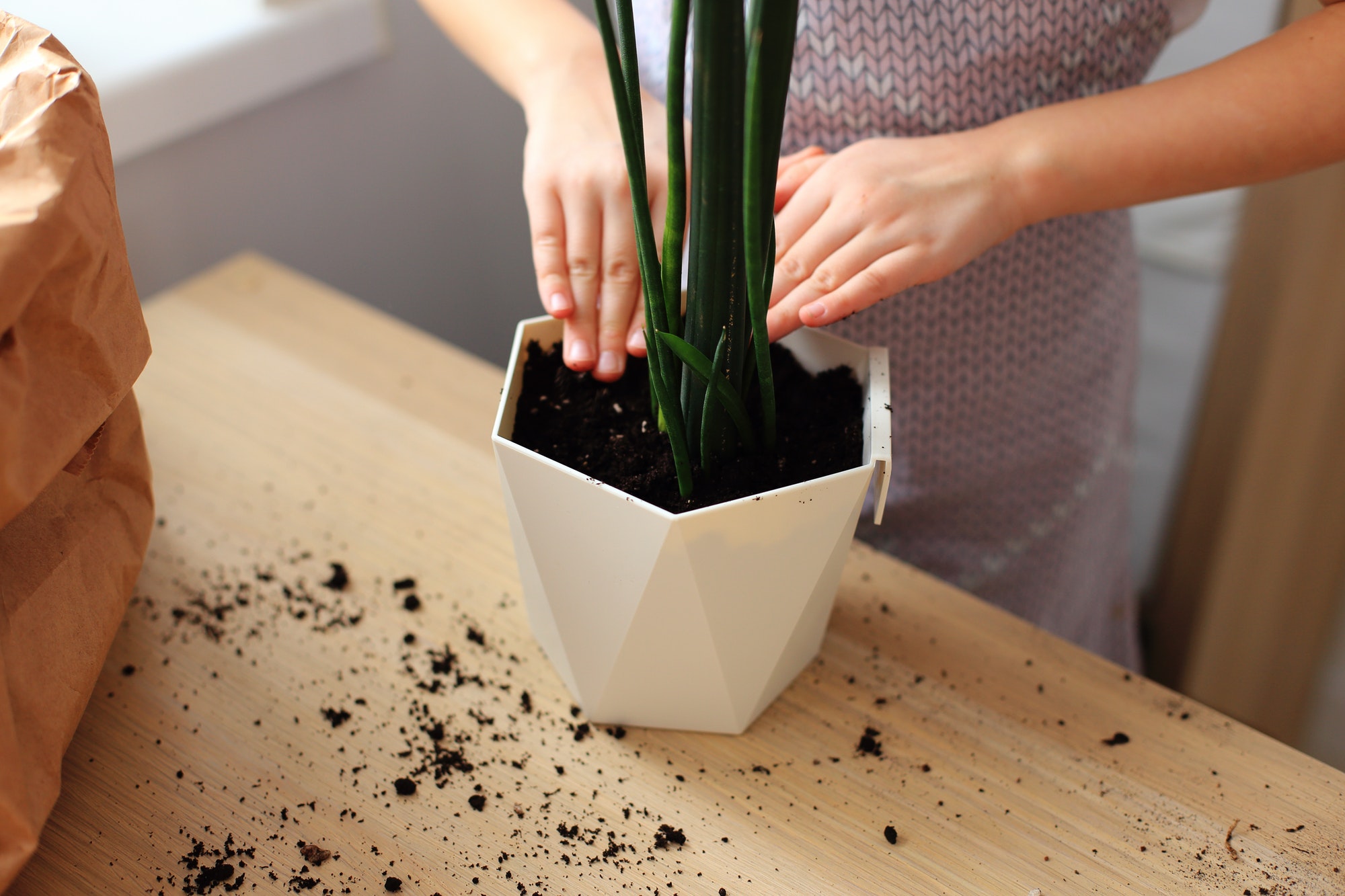 The girl transplants a flower in a pot. Spring planting flowers at home. Sanseveria flower