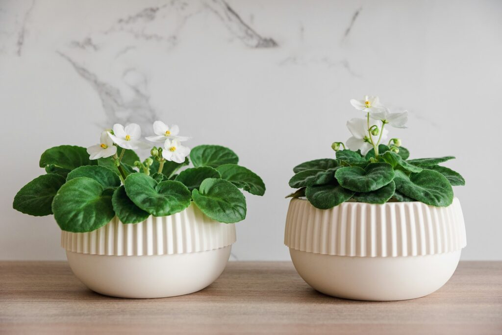 Two natural green Saintpaulias in white flowerpots on white background. Front view