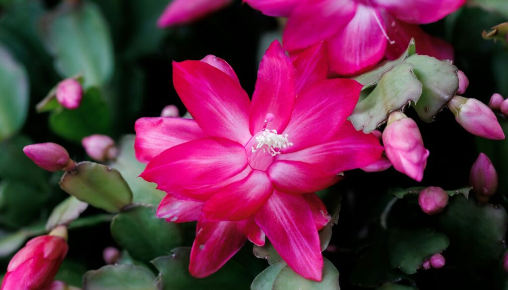 Vibrant, pink crab cactus flower with lush green leaves illuminated in natural sunlight