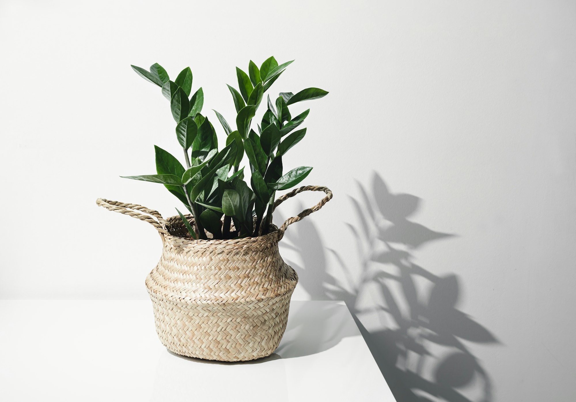 Zamioculcas and its shadow