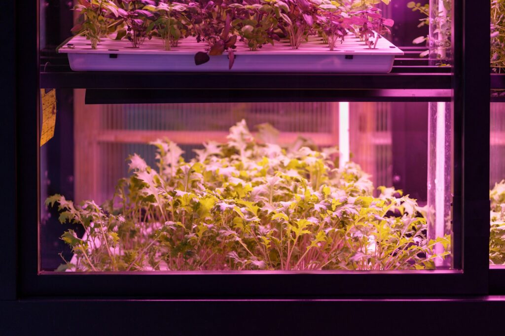 Full spectrum LED grow lights for lettuce and basil. Hydroponics and modern methods of growing plant