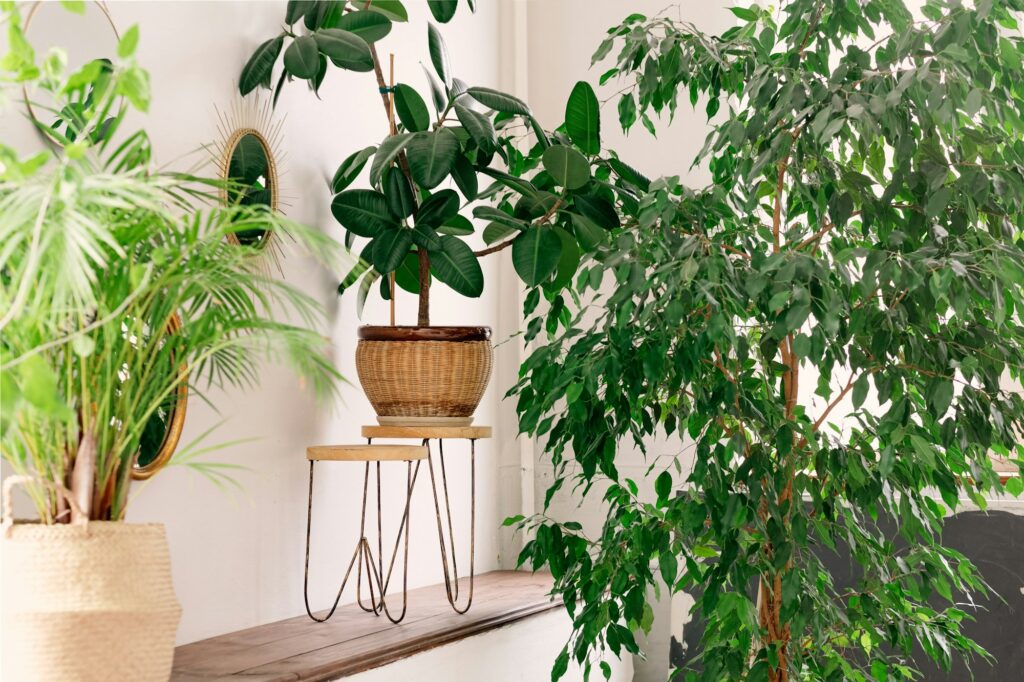 green corner with plants interior of the house. ficus in a wicker pot. Flowers on a stand.