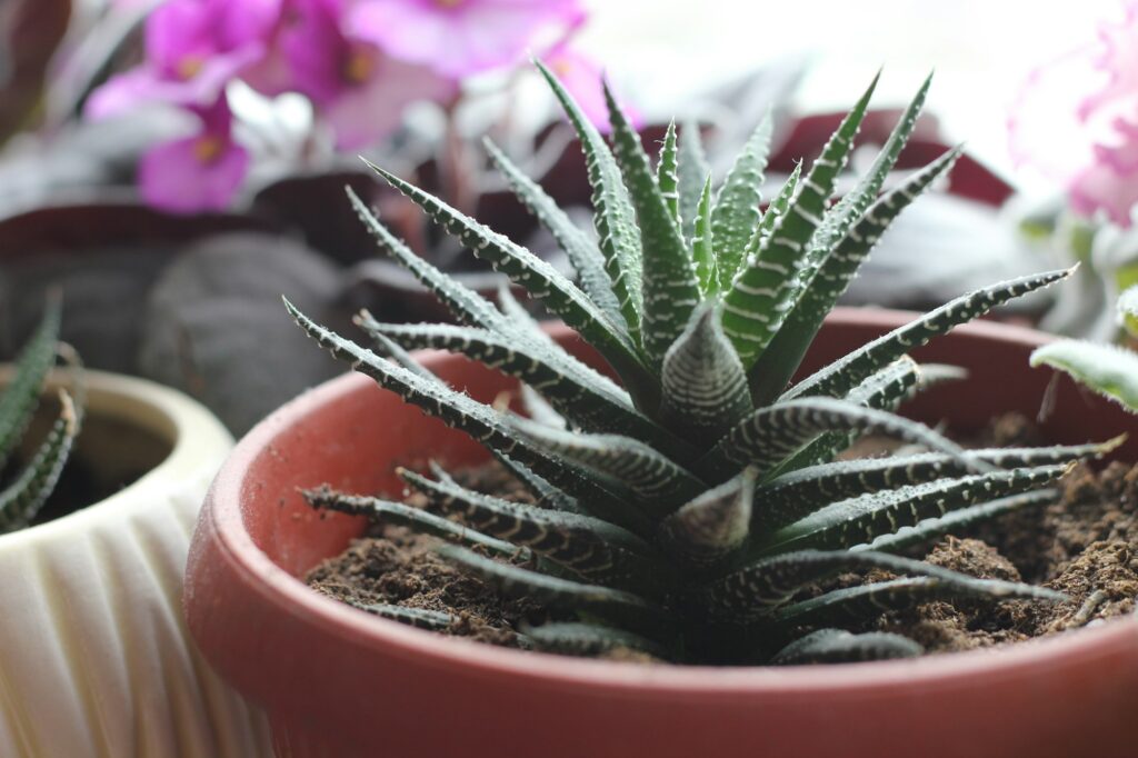 Haworthia is a green plant with thorny leaves
