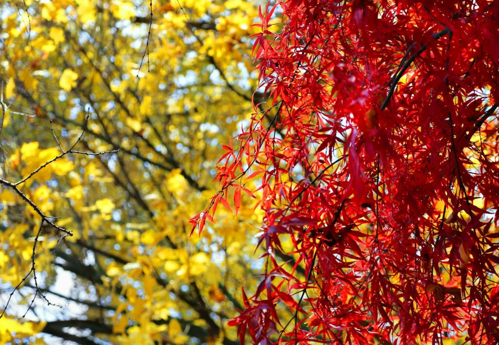 Japanese maple or Acer palmatum branches on the autumn garden