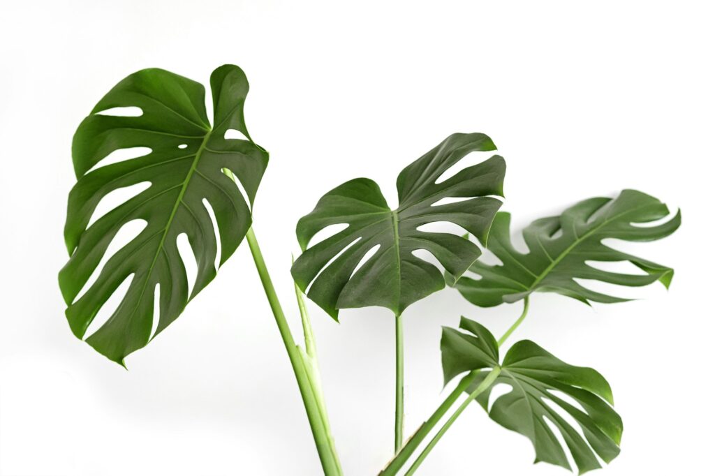Monstera deliciosa or Swiss cheese plant on a white background.
