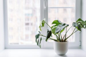 Monstera young in white pot on light windowsill