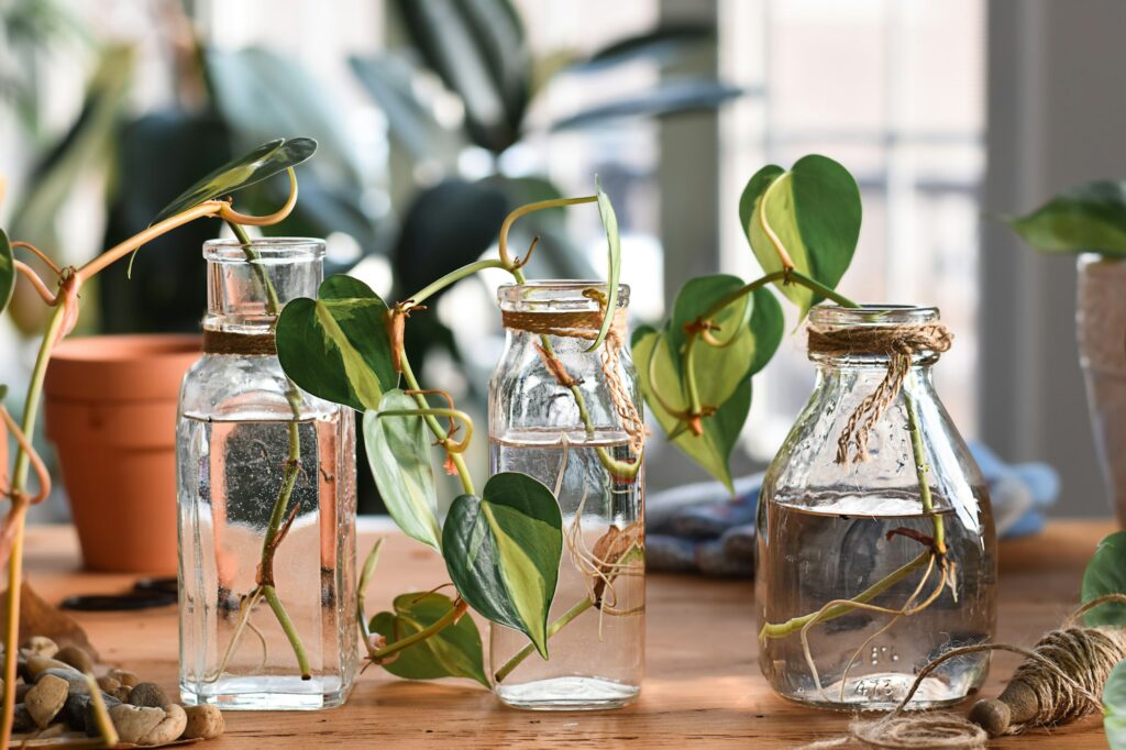 Philodendron plant cuttings with roots in three glass jars ready to be planted