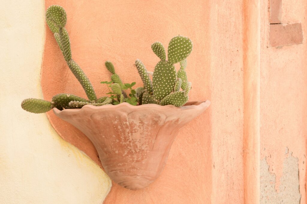 Potted cactus plant handing on an earthcolored wall