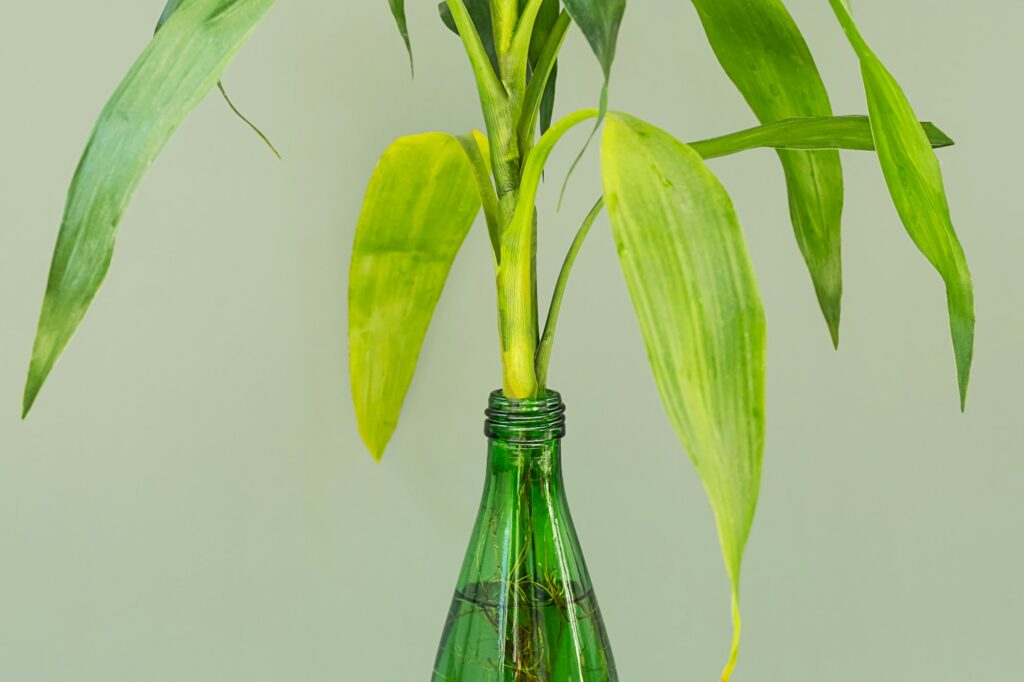 Lucky bamboo growing in water. Greenery still life.