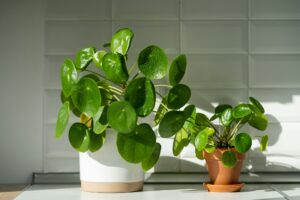 Pilea peperomioides houseplant in flower pots at home. Chinese money plant. Indoor gardening.