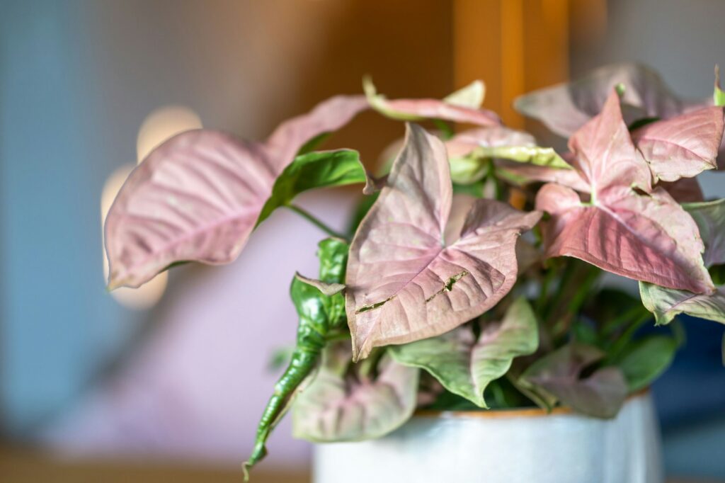 Close-up shot of a Syngonium growing in a pot