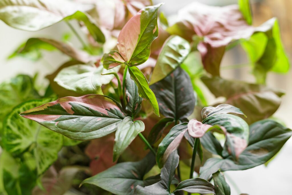 Syngonium Plant mix with Pink Leaves Variegation